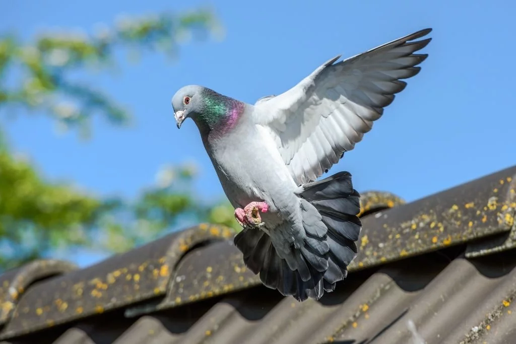 Pigeon - Dream Meaning and Symbolism 4
