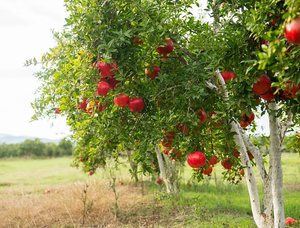 Pomegranate – Dream Meaning and Symbolism 3