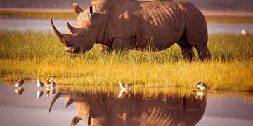 Rhino - Dream Meaning and Symbolism 84