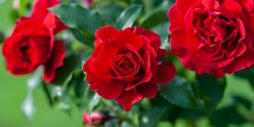 Roses - Dream Meaning and Symbolism 125