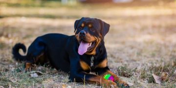 Rottweiler – Dream Meaning and Symbolism 96