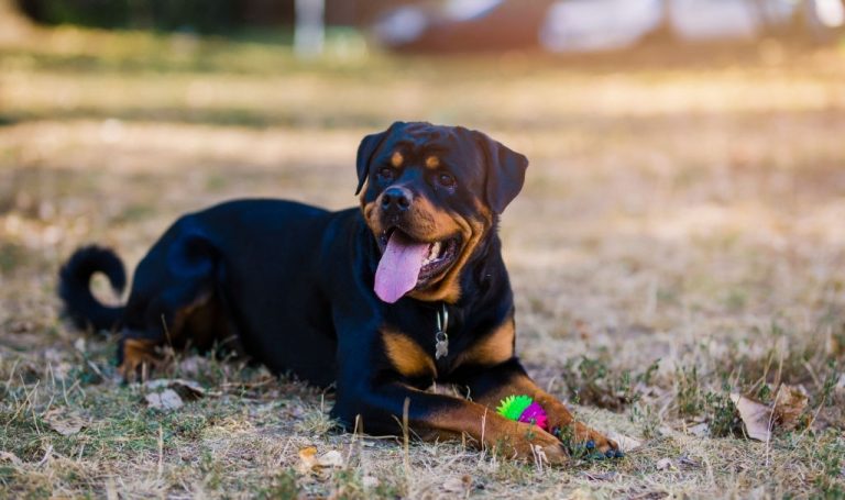 Rottweiler – Dream Meaning and Symbolism 1