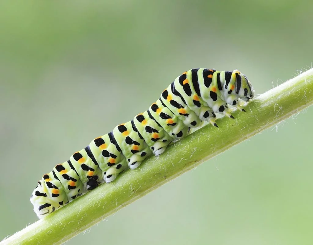 Caterpillar – Dream Meaning and Symbolism 3