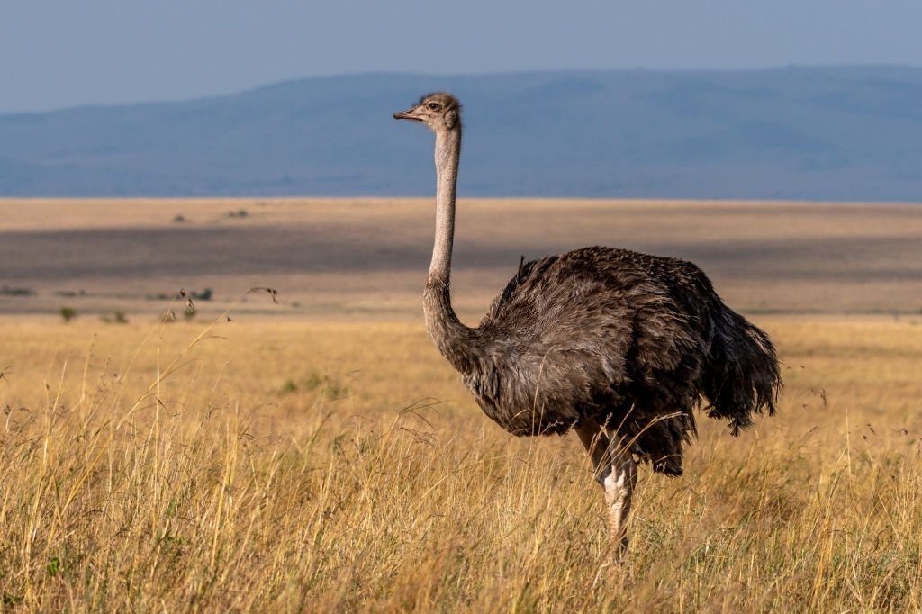 Ostrich - Dream Meaning and Symbolism 4
