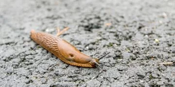 Slug - Dream Meaning and Symbolism 116