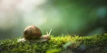 Snail - Dream Meaning and Symbolism 112