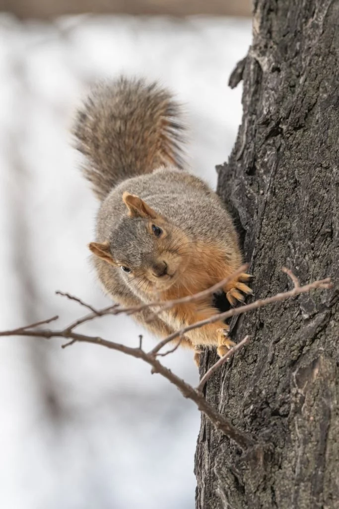 Squirrel – Dream Meaning and Symbolism 5