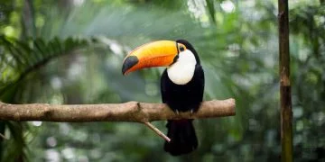 Toucan - Dream Meaning and Symbolism 128