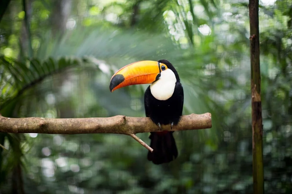 Toucan - Dream Meaning and Symbolism 1
