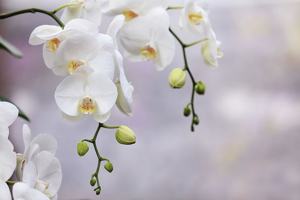 Orchids - Dream Meaning and Symbolism 5