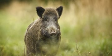 Wild Boar - Dream Meaning and Symbolism 124