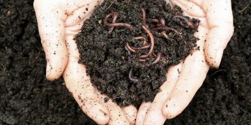 Worms - Dream Meaning and Symbolism 141
