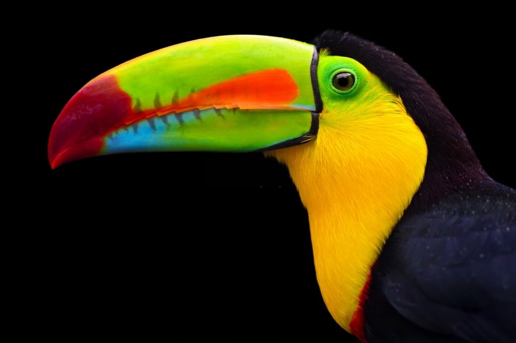 Toucan - Dream Meaning and Symbolism 4