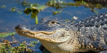 Alligator - Dream Meaning And Symbolism 57