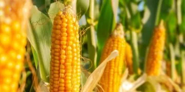 Corn - Dream Meaning And Symbolism 110