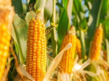 Corn - Dream Meaning And Symbolism 33