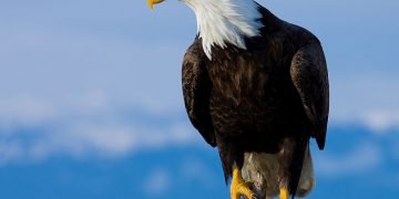 Eagle - Dream Meaning And Symbolism 17