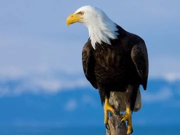 Eagle - Dream Meaning And Symbolism 19