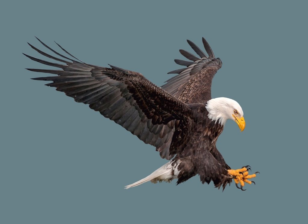 Eagle - Dream Meaning And Symbolism 4