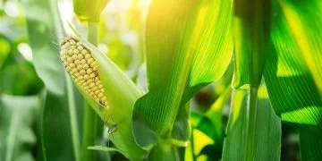 Green Corn - Dream Meaning And Symbolism 114