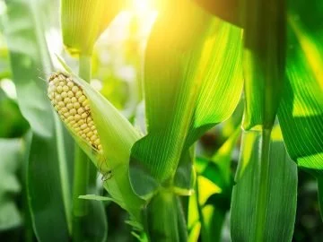 Green Corn - Dream Meaning And Symbolism 30