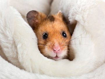Hamster - Dream Meaning And Symbolism 24