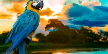 Parrot - Dream Meaning And Symbolism 69