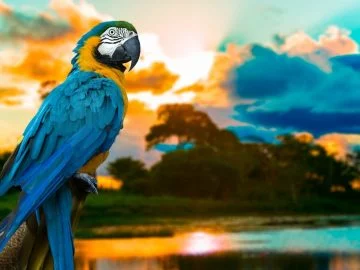 Parrot - Dream Meaning And Symbolism 20