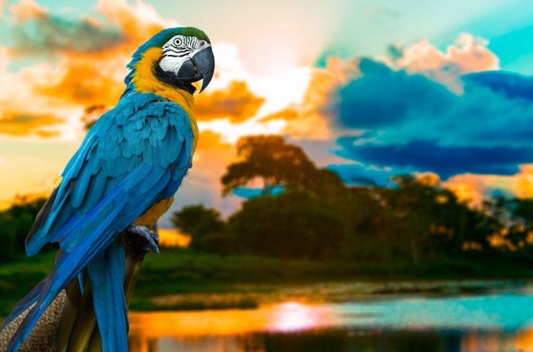 Parrot - Dream Meaning And Symbolism 1