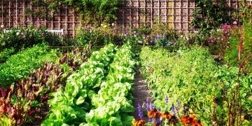Vegetable Garden - Dream Meaning And Symbolism 13